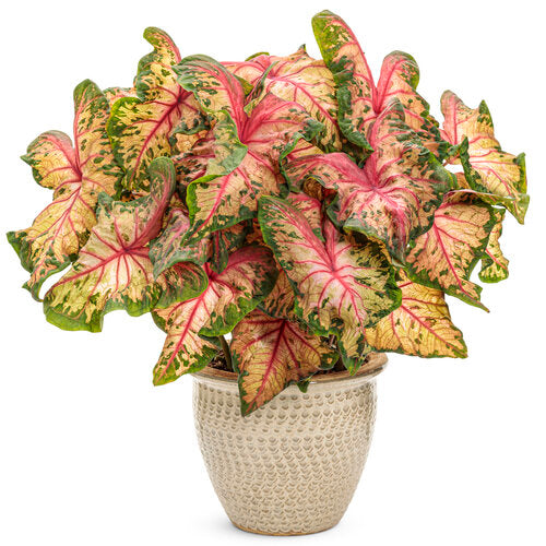 Heart to Heart Clowning Around caladium in a pot