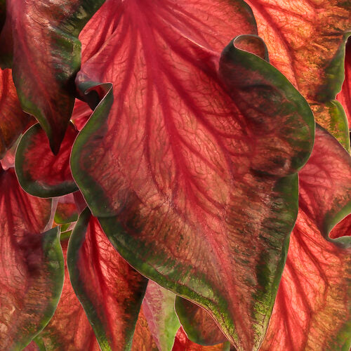 82MAJOR エトゥメ ソンビン サインポラロイド ポラ Heart to Heart® Hot 2 Trot Caladium | Proven Winners® – Creekside