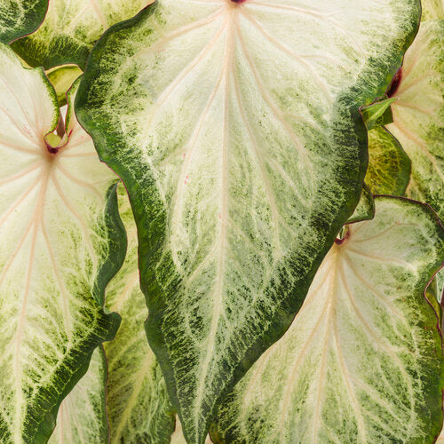 White star caladium with white and green heart-shaped leaves