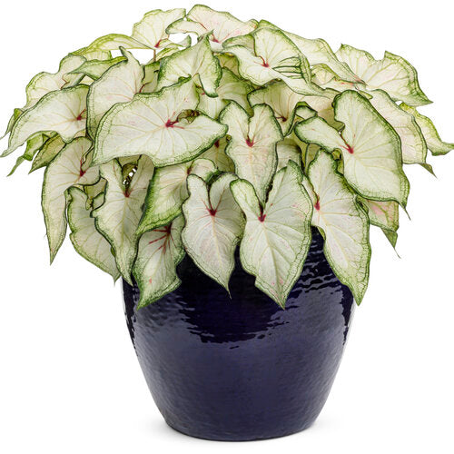 Heart to Heart White Star caladium in a container