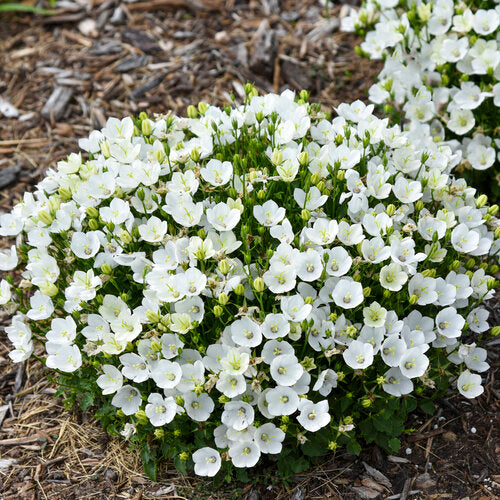 Mini Marvels™ Starbright Carpathian Bellflower | Proven Winners