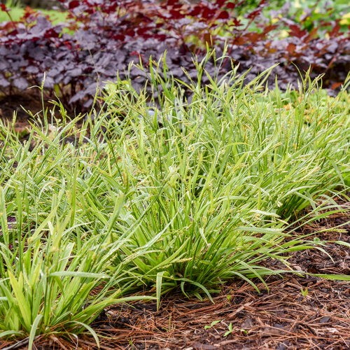 'Noble Native' Woodland Sedge Carex | Proven Winners