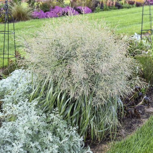 Prairie Winds Niagara Falls switchgrass in a pot