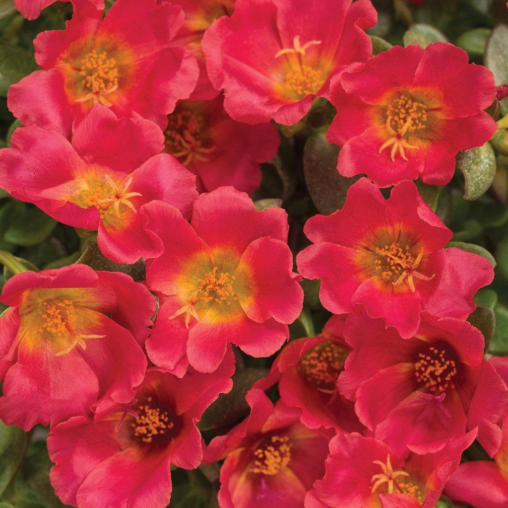 Mojave Red portulaca with red blooms in a pot