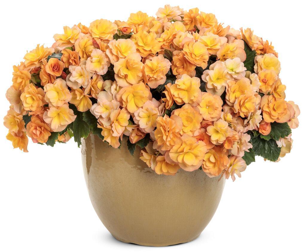 Solenia Apricot Rieger begonia with apricot blooms in a pot