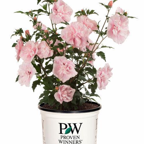 Pink CHIFFON Rose of Sharon with pink blooms in a pot