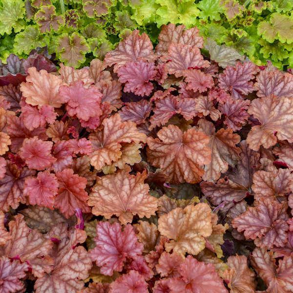 Primo Peachberry Ice heuchera in a nursery pot