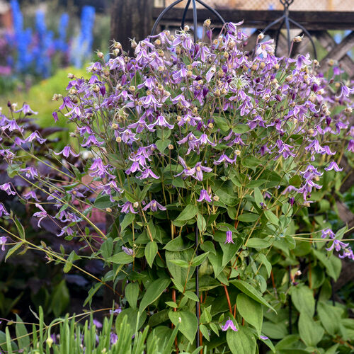 Clematis 'Stand by Me Lavender' | Proven Winners