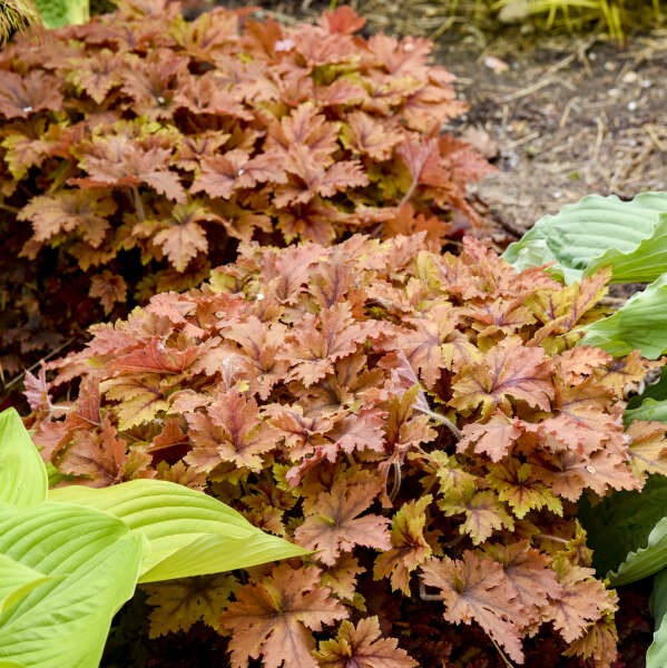 Copper King heucherella with copper-toned leaves in a pot
