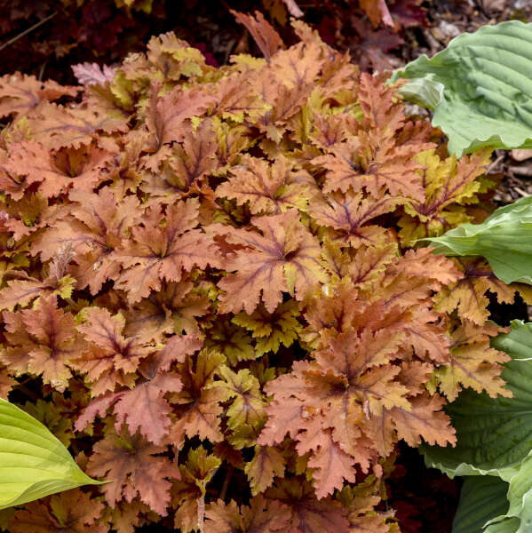 Copper King heucherella with copper-toned leaves in a pot