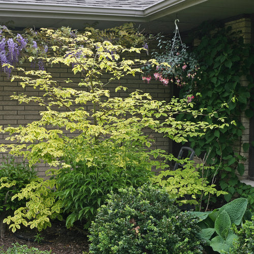Golden Shadows dogwood-pagoda with variegated leaves in pot