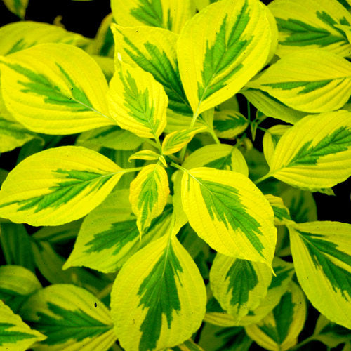 Golden Shadows dogwood-pagoda in a nursery pot