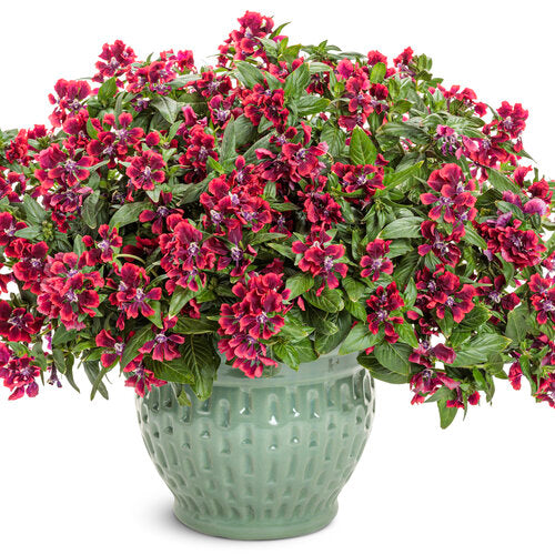 Rich red Cuphea in a pot with small tubular blooms