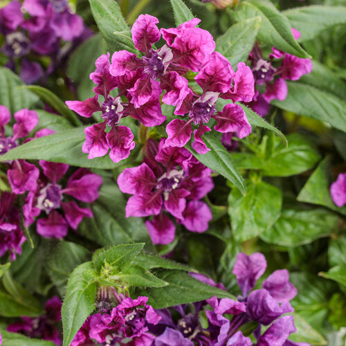 Totally Tempted® Vivid Violet™ Cuphea | Proven Winners
