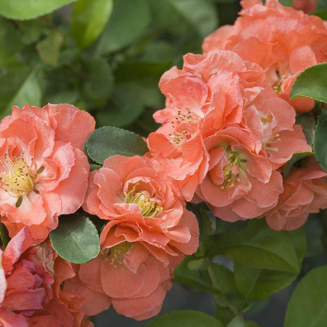 Double Take peach quince shrub with pale peach blossoms