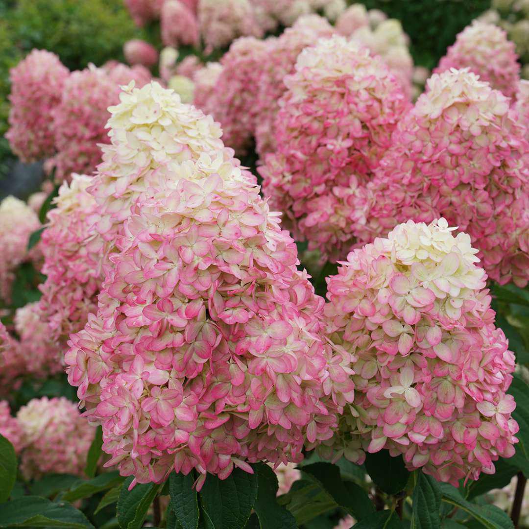 Limelight Prime panicle hydrangea with white blooms in pot