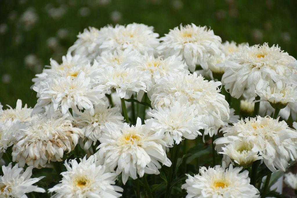 Amazing Daisies Marshmallow Shasta Daisy in bloom