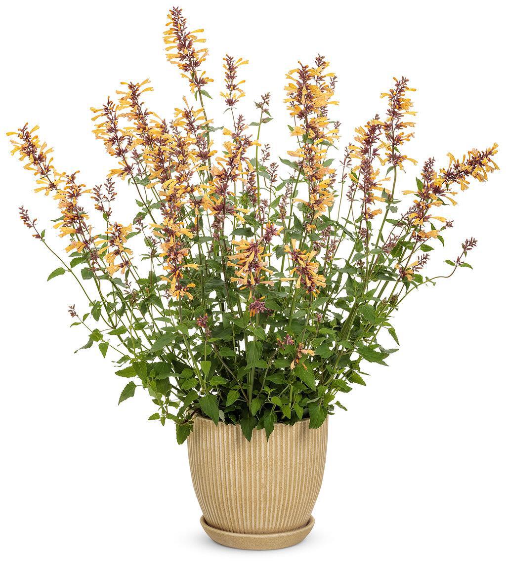 Agastache 'Queen Nectarine' with peach flowers in bloom