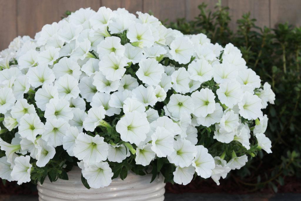 White petunia blooms in a hanging basket container