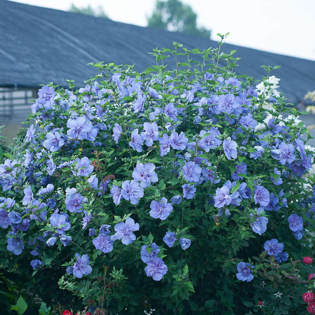 Blue Chiffon Rose of Sharon with lavender blooms and green leaves