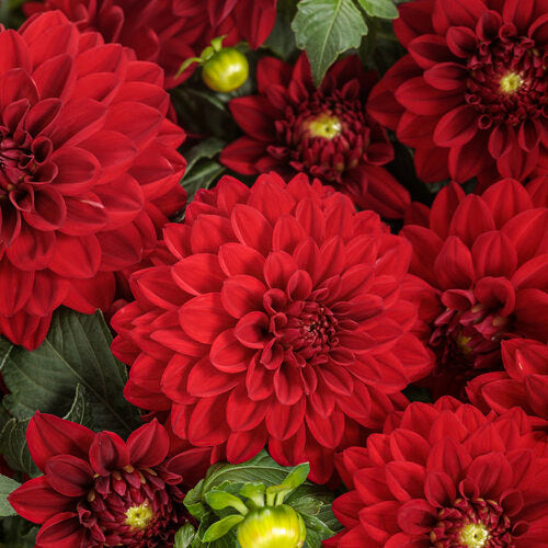 Virtuoso™ Classy Carmine™ dahlia | Proven Winners® – Creekside
