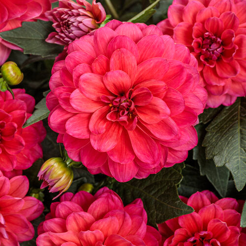 Virtuoso™ Rad Raz™ dahlia | Proven Winners®