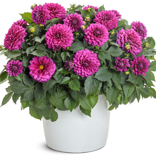Vibrant violet dahlia in bloom in a container