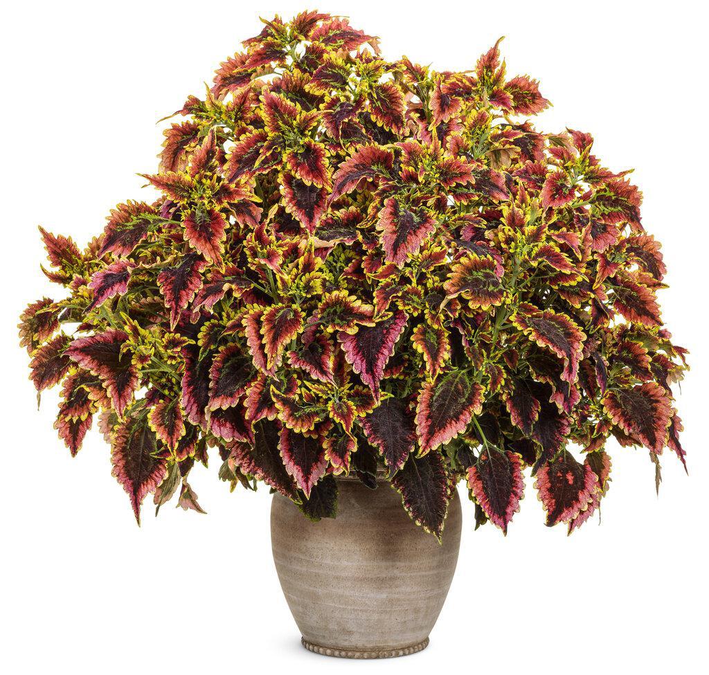 ColorBlaze El Brighto coleus with bright multicolor leaves