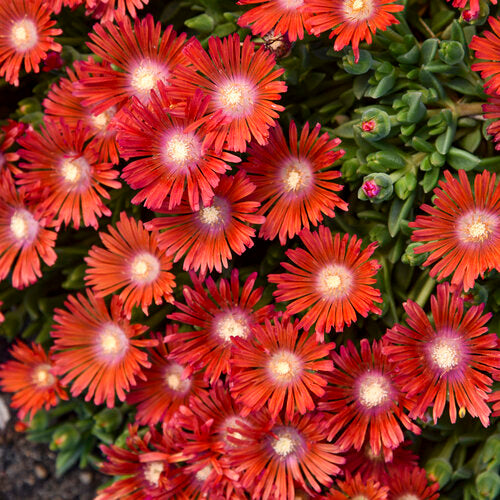 Delosperma 'Dancing Embers' | Proven Winners
