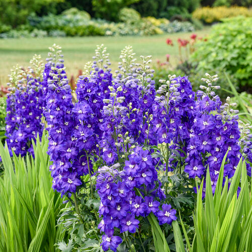 Delphinium 'Violets Are Blue' | Proven Winners