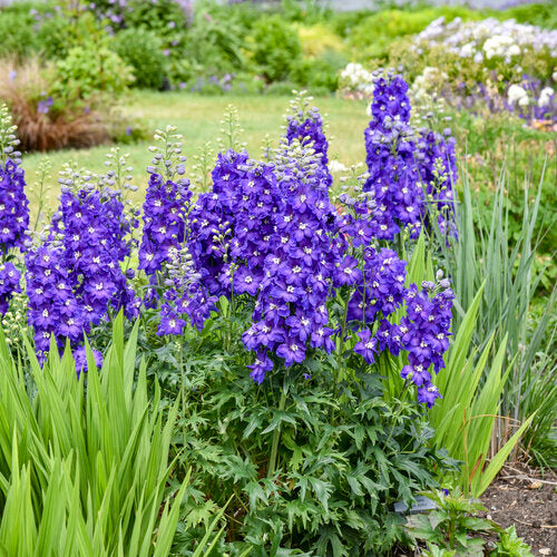 Delphinium 'Violets Are Blue' | Proven Winners