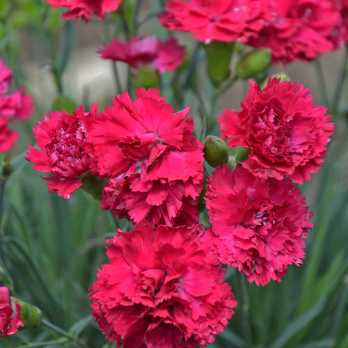 Fruit Punch® 'Cranberry Cocktail' Dianthus in bloom in a pot