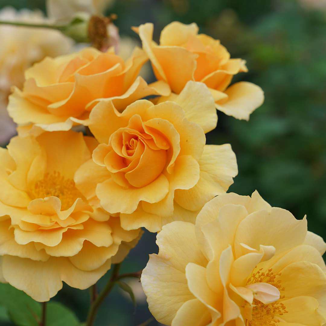 RISE UP AMBERNESS rose with amber blooms in a pot