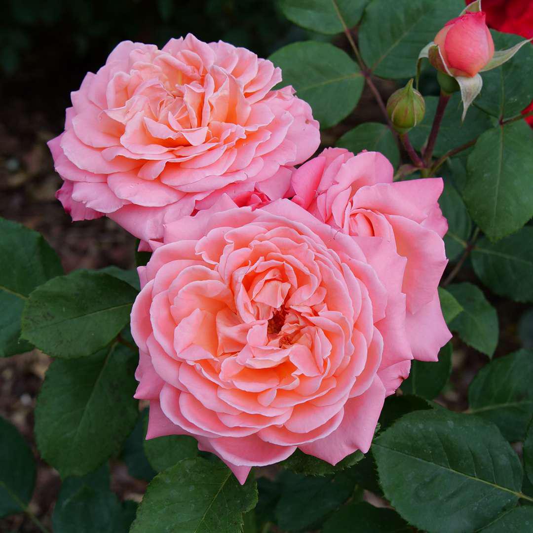 Reminiscent coral rose with coral blooms and green foliage