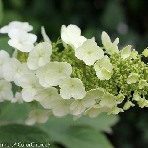 Gatsby Gal oakleaf hydrangea with white flower clusters