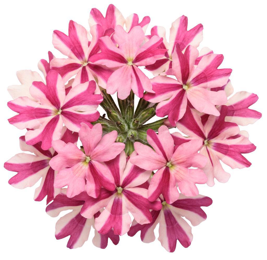 Superbena Cherryburst verbena with pink blooms in a pot