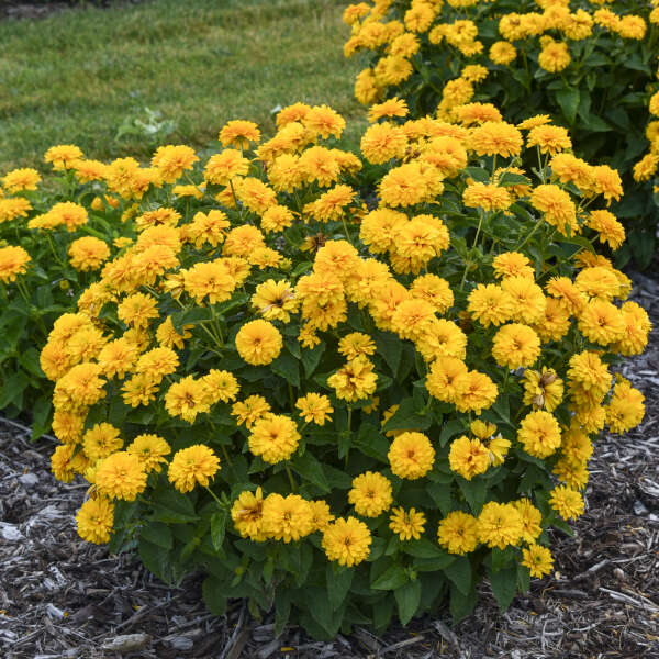 'Rays for Days' False Sunflower Heliopsis | Proven Winners