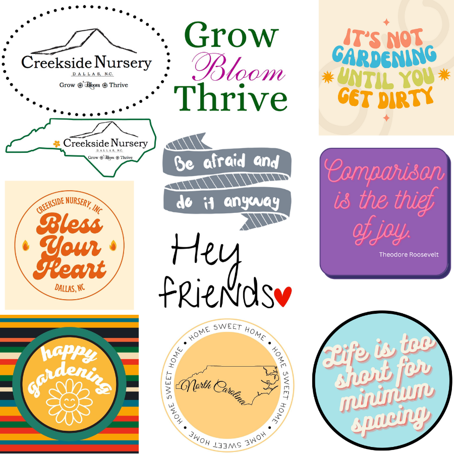 Stickers plant in a nursery pot with green foliage