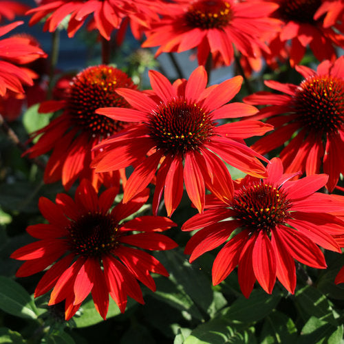 SOMBRERO Sangrita echinacea with red blooms in a pot