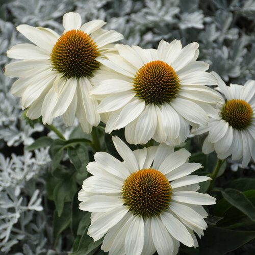 Echinacea 'The Price is White' | Proven Winners