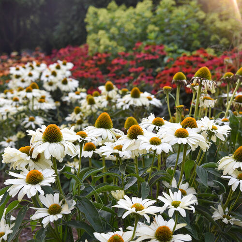 Echinacea 'The Price is White' | Proven Winners