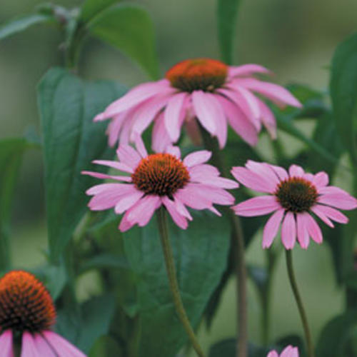 Echinacea 'Magnus' | Proven Winners