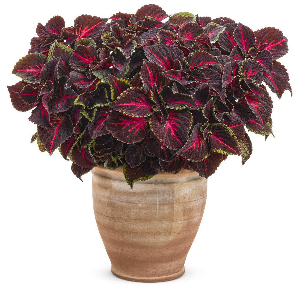 ColorBlaze Torchlight coleus with orange and red leaves in a pot