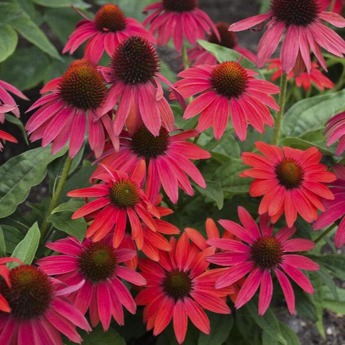 Echinacea SummerSong Firefinch in a nursery pot