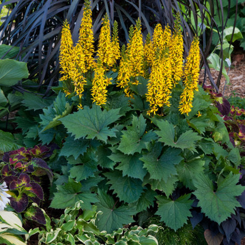 Ligularia 'Bottle Rocket' with yellow flower spikes in pot