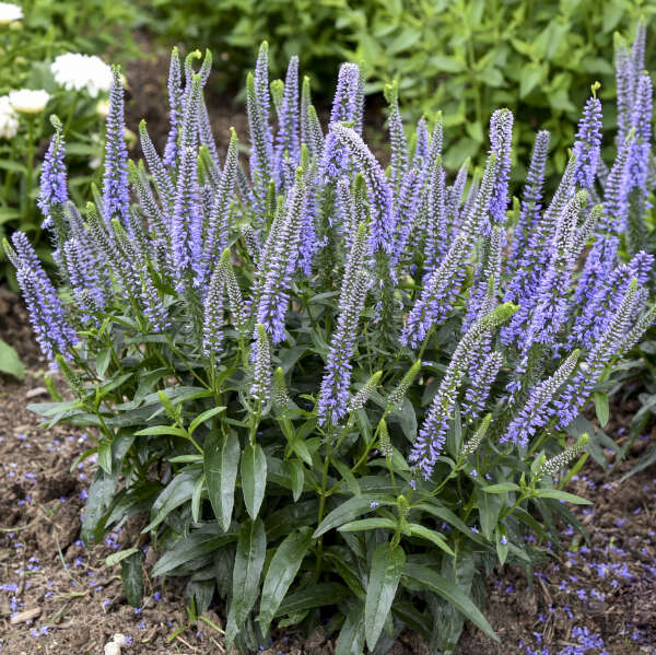 Magic Show® 'Ever After' Veronica | Proven Winners® – Creekside