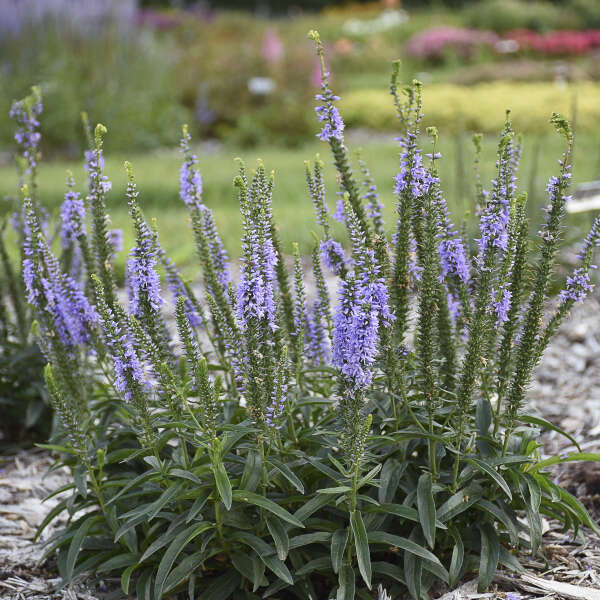 Magic Show Ever After veronica with purple flower spikes
