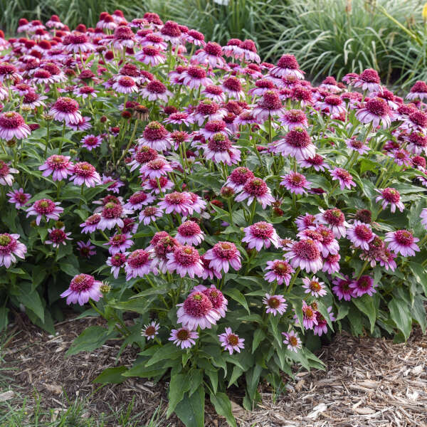 Double Coded echinacea 'Everything's Rosy' in bloom