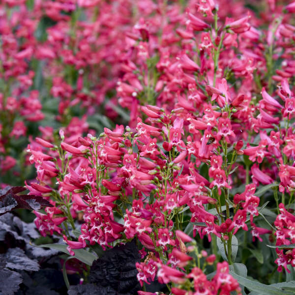Rose Rhinestones penstemon with pink flowers in a pot