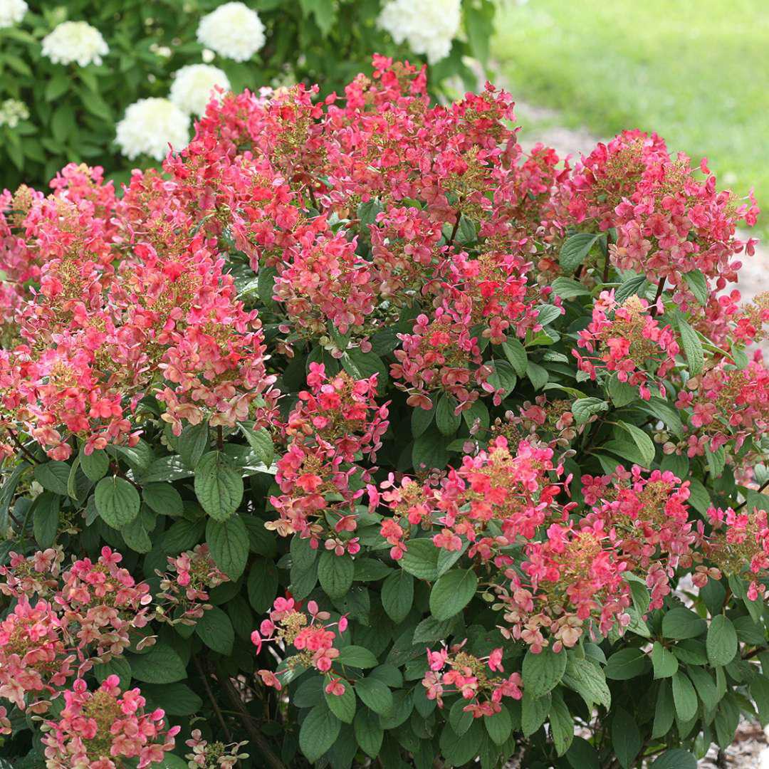 Little Quick Fire hydrangea with white blooms in a pot